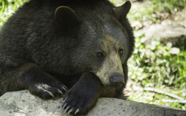 W Finlandii zginie więcej niedźwiedzi