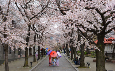 Sezon kwitnienia wiśni w Japonii tradycyjnie przypada na przełomie marca i kwietnia.