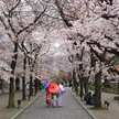 Sezon kwitnienia wiśni w Japonii tradycyjnie przypada na przełomie marca i kwietnia.