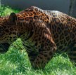 Jaguarzyca Beata z Czech – sława rozrodcza w zoo