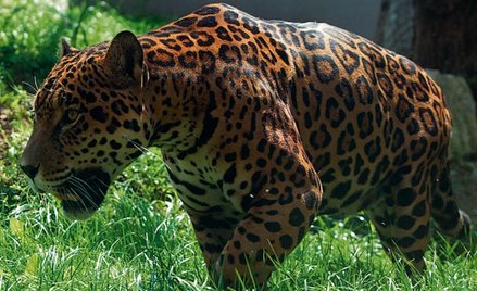 Jaguarzyca Beata z Czech – sława rozrodcza w zoo