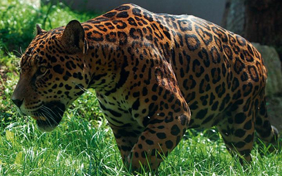 Jaguarzyca Beata z Czech – sława rozrodcza w zoo
