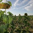 Rusza nabór wniosków o odszkodowania za klęski żywiołowe