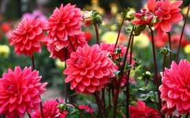 Warszawa rozda kwiaty w najbliższy piątek