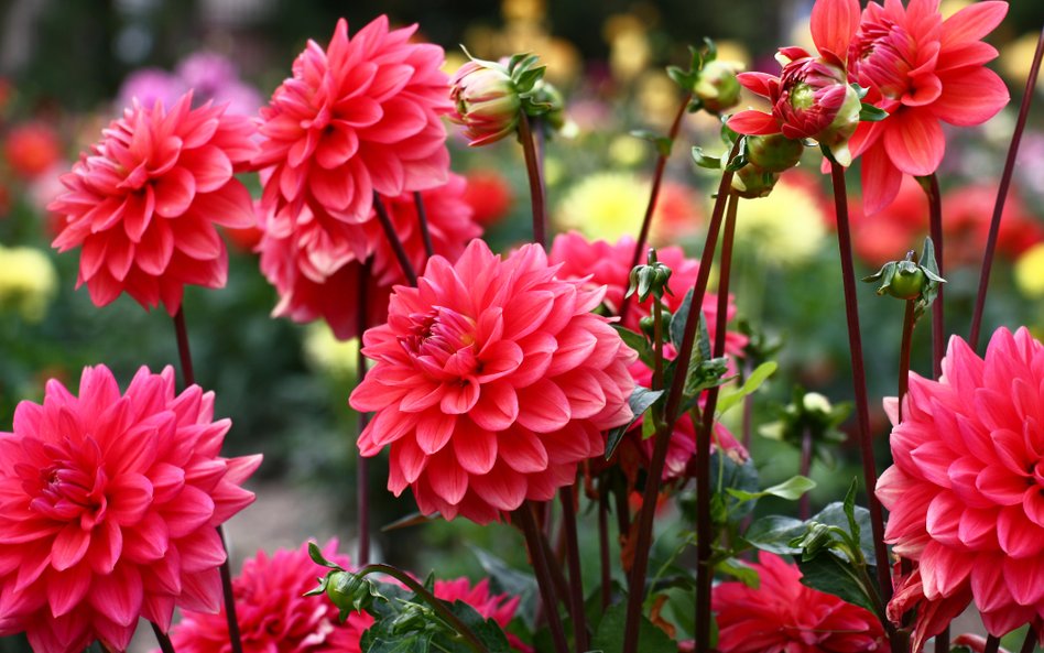 Warszawa rozda kwiaty w najbliższy piątek