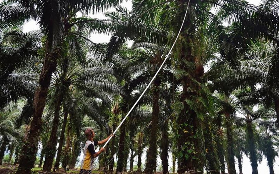 Na indonezyjskiej Sumatrze rozpoczęły się właśnie żmudne zbiory owoców palmy olejowej. Kwestią wyobr