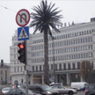 Warszawska palma kończy 18 lat
