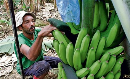 Boso przez świat: Bananera. zdj. Kent Gilbert