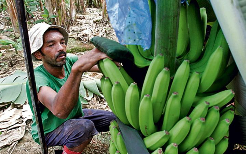 Boso przez świat: Bananera. zdj. Kent Gilbert