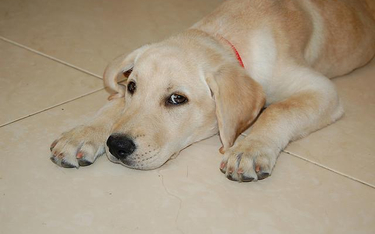 Labradory są bardzo często wykorzystywane w dogoterapii
