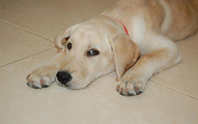 Labradory są bardzo często wykorzystywane w dogoterapii