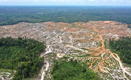 „Haniebne drewno.” Europa po cichu korzysta z wylesiania lasów na Borneo