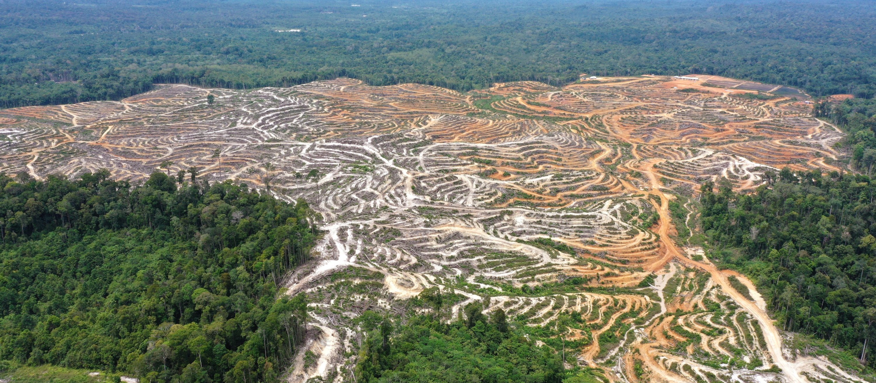 „Haniebne drewno.” Europa po cichu korzysta z wylesiania lasów na Borneo
