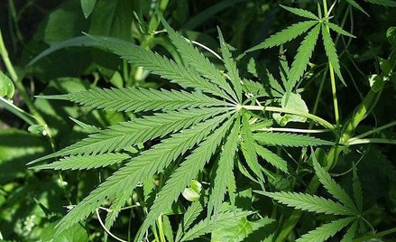 Personel pokładowy w Kanadzie może zapomnieć o skrętach