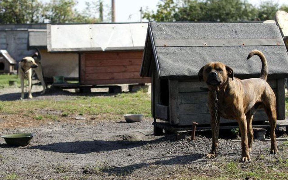 Wśród zgłoszeń była "kradzież dwóch psów wraz z budami"