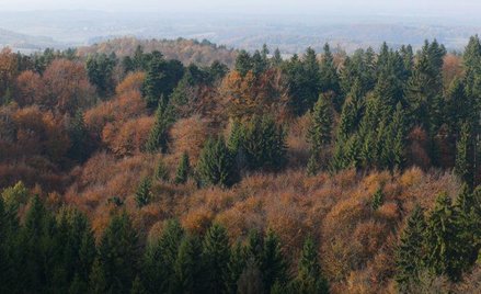 Lasy chronią klimat - wchłaniają dwutlenek węgla