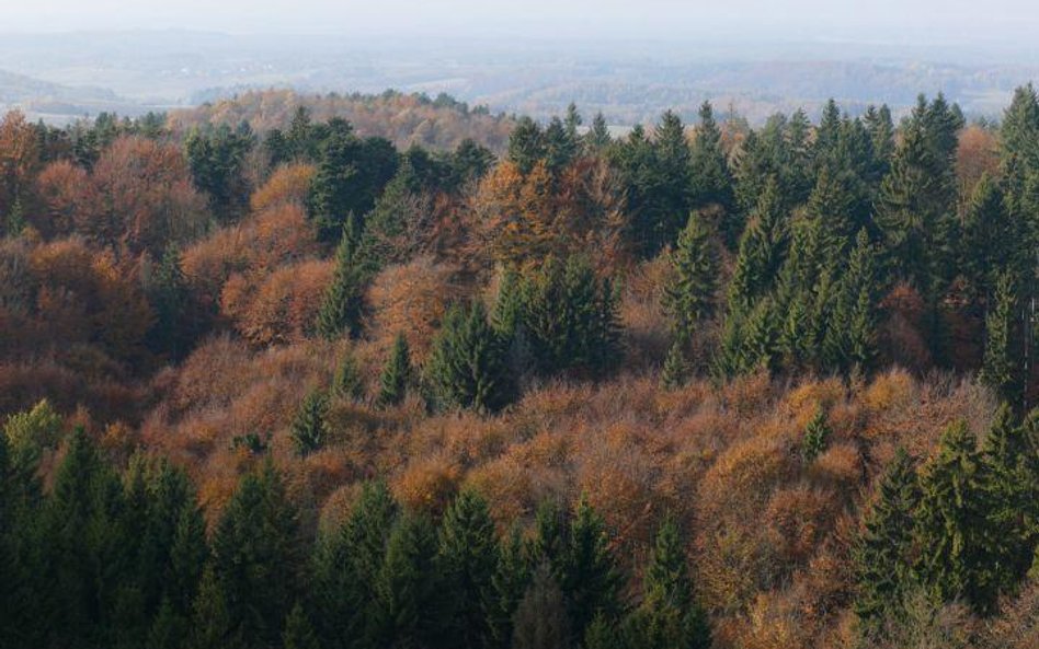 Lasy chronią klimat - wchłaniają dwutlenek węgla