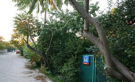 Krzewów nie wolno usuwać bez zgody gminy