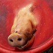 Reportaż Dariusza Rosiaka o świniobiciu