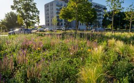 Zakończyło się sadzenie roślin na przebudowanym przez Zarząd Dróg Miejskich odcinku ul. Ordona