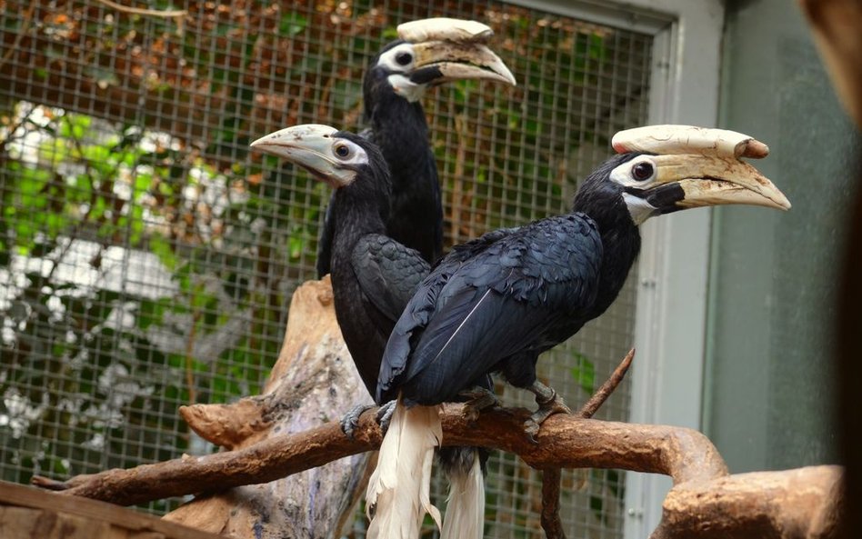 Niezwykły ptak wykluł się we wrocławskim zoo