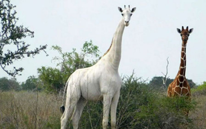 Kenia: Kłusownicy zabili dwie z trzech wyjątkowo rzadkich białych żyraf