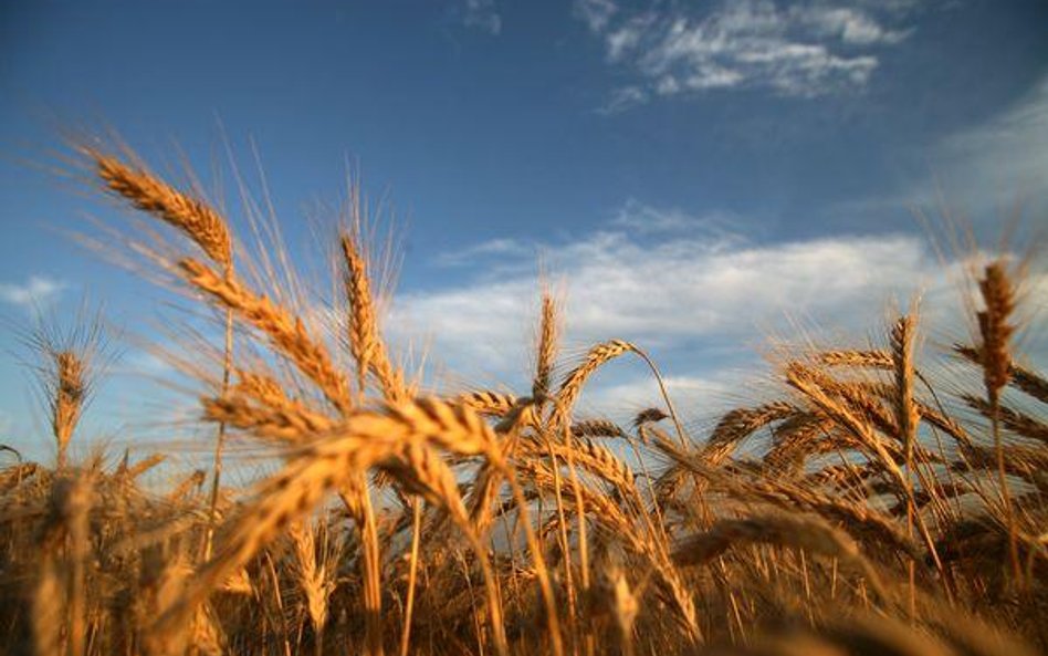 Znikną łany zbóż na terenach miejskich