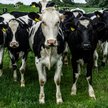 Wypad krów na pastwiskach generuje większy ślad węglowy niż karmienie ich zbożem