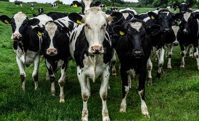 Kreml tłumaczy się chorobami, rolnicy mówią o nadużyciach. Hekatomba bydła