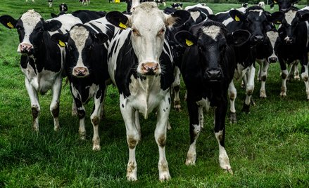Szwajcaria zagłosuje w sprawie zakazu hodowli przemysłowej