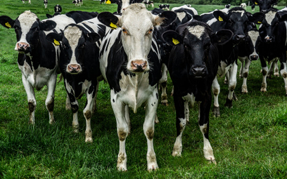 Farma Mleka ukarana za naciąganie na krowy