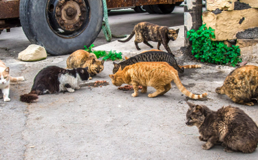 Koty wolno żyjące wymagają konkretnej opieki - wyrok WSA