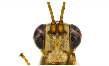 Nazwał osę na cześć bohatera Harry'ego Pottera