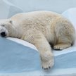 W Korei Południowej nie będzie już niedźwiedzi polarnych