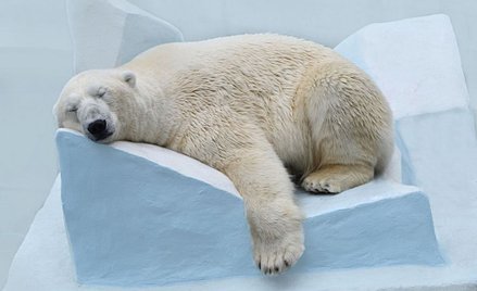 W Korei Południowej nie będzie już niedźwiedzi polarnych