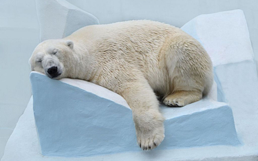 W Korei Południowej nie będzie już niedźwiedzi polarnych