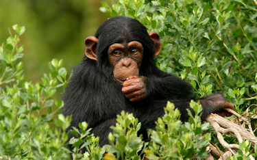 Badacze: Jeszcze 6,6 mln lat temu ludzie nie różnili się od szympansów