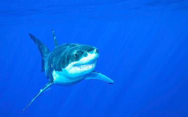 Na całym świecie rejestruje się co roku ok. 130 ataków rekinów na ludzi.