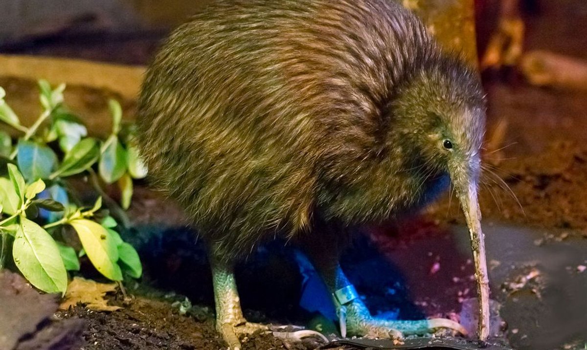 nowa-zelandia-kiwi-wygin-w-ci-gu-50-lat-rp-pl
