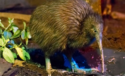 Nowa Zelandia: Kiwi wyginą w ciągu 50 lat?