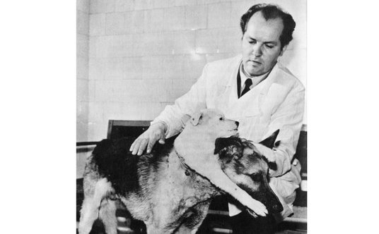 Władimir Demichow marzył o przeszczepianiu ludzkich głów. Zaczął od psów. Owczarkowi niemieckiemu pr