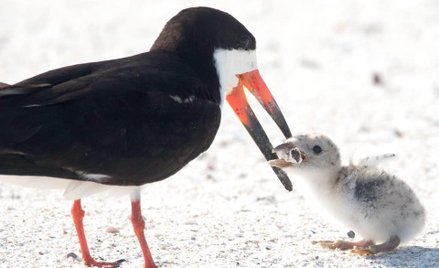 Poruszające zdjęcie w sieci. Ptak karmi pisklę niedopałkiem