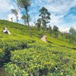 Herbata należy do najważniejszych produktów eksportowych Sri Lanki. Jej plantacje zajmują 4 proc. po