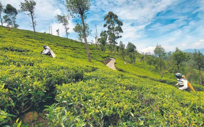 Herbata należy do najważniejszych produktów eksportowych Sri Lanki. Jej plantacje zajmują 4 proc. po