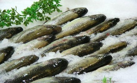 Pstrąg kłodzki, pasztet z królika i spytkowska gęś. Specjały na liście produktów tradycyjnych