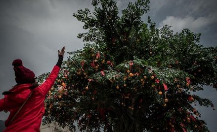 Drzewo, które widzi przyszłość