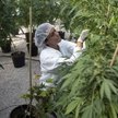 Plantacja medycznej marihuany w Izraelu. Leki oparte na tej używce służą m.in. do łagodzenia bólu ci
