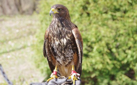 Jastrząb, który pracuje na lotnisku wojskowym