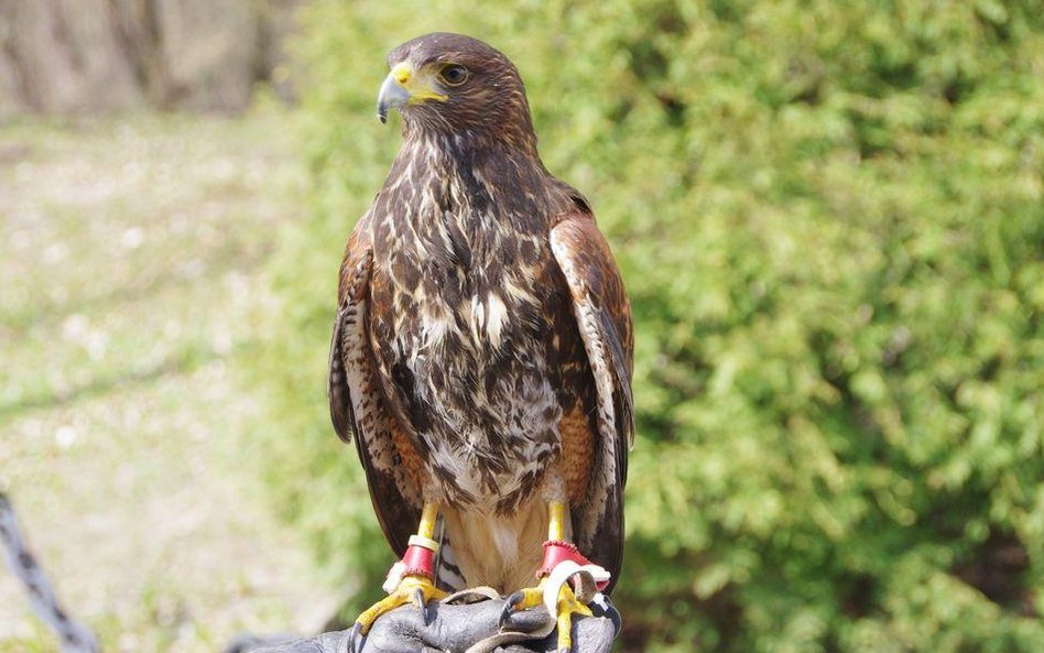 Jastrząb, który pracuje na lotnisku wojskowym