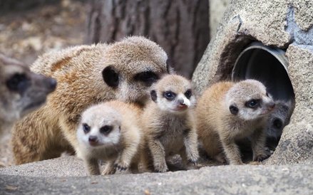 Od kilku dni maluchy dzielnie spacerują i harcują na wybiegu